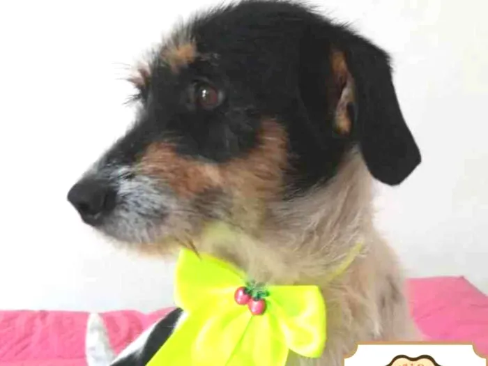 Cachorro ra a SRD idade 3 anos nome Princesa