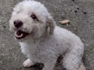 Cachorro raça Poodle idade 5 anos nome Kin