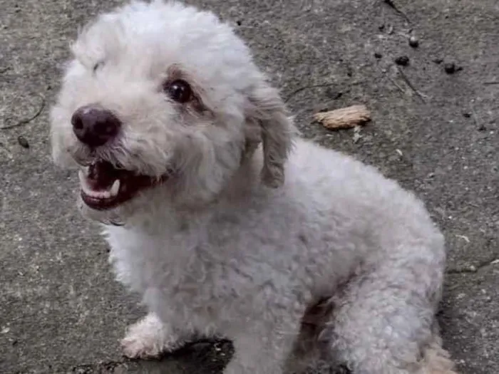 Cachorro ra a Poodle idade 5 anos nome Kin