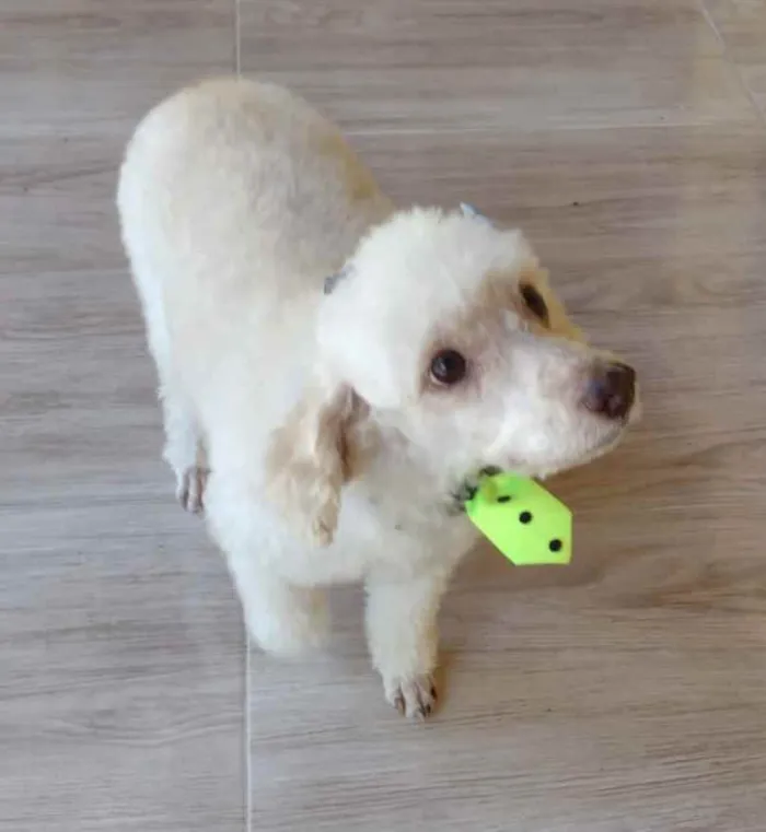 Cachorro ra a Poodle idade 5 anos nome Kin
