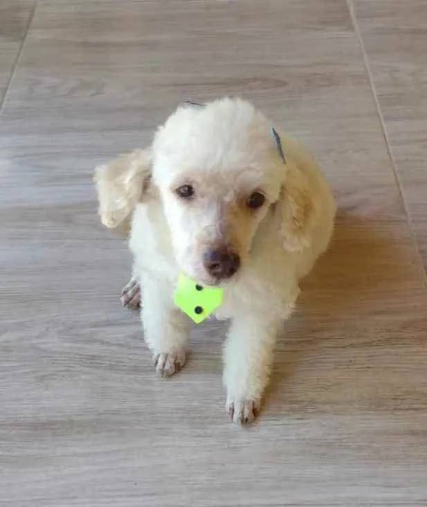 Cachorro ra a Poodle idade 5 anos nome Kin