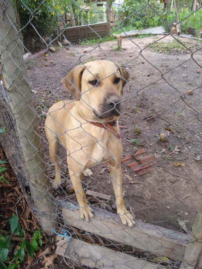 Cachorro ra a Fila + SRD idade 2 a 6 meses nome Safira