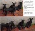 4 doguilhos