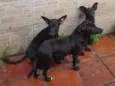 4 doguilhos