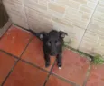 4 doguilhos