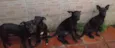 4 doguilhos