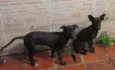 4 doguilhos