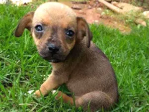 Cachorro raça Não sei idade 2 a 6 meses nome Sem nome