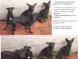 4 doguilhos