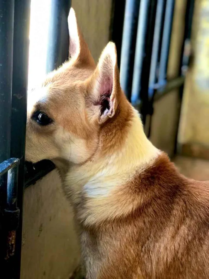 Cachorro ra a mestiço idade 4 anos nome Koda