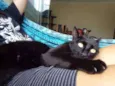 Bagheera