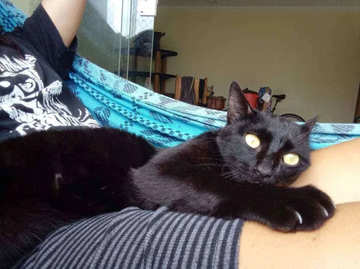 Gato ra a srd idade 2 a 6 meses nome Bagheera