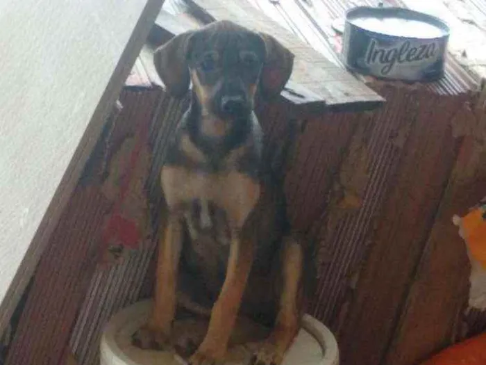 Cachorro raça Vira lata idade 2 a 6 meses nome Sky