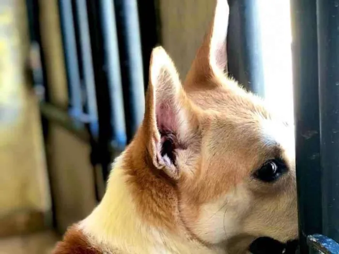 Cachorro ra a mestiço idade 4 anos nome Koda