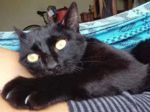 Gato raça srd idade 2 a 6 meses nome Bagheera