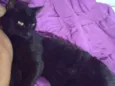 Bagheera