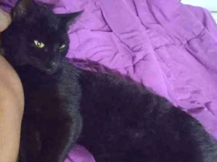Gato ra a srd idade 2 a 6 meses nome Bagheera