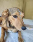 Rubi
