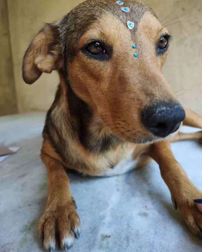 Cachorro ra a SRD idade 1 ano nome Rubi