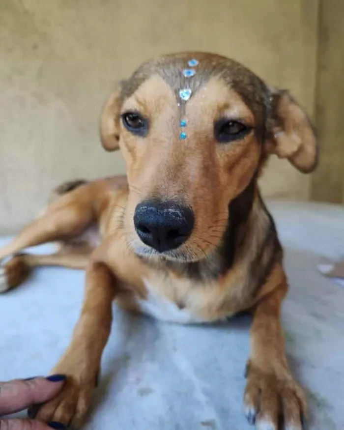Cachorro ra a SRD idade 1 ano nome Rubi