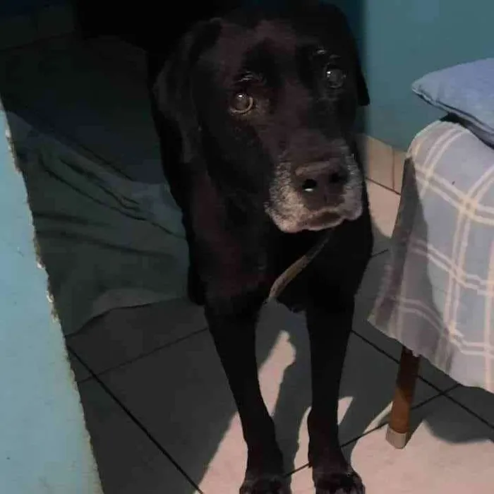 Cachorro ra a Mix labrador idade 6 ou mais anos nome Negão 