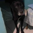 Negão