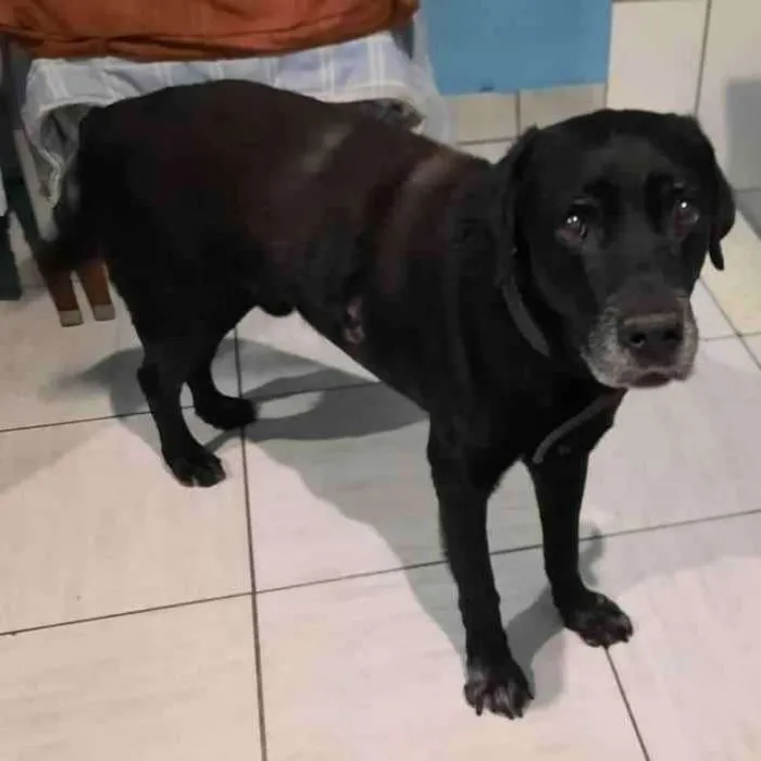 Cachorro ra a Mix labrador idade 6 ou mais anos nome Negão 
