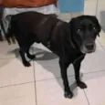 Negão