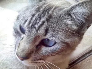 Gato raça Srd  idade 1 ano nome Luan Santana lindo 