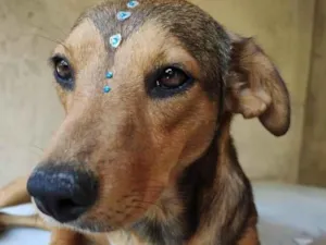 Cachorro raça SRD idade 1 ano nome Rubi