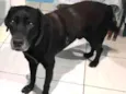 Negão 