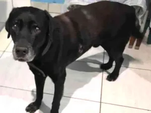 Cachorro raça Mix labrador idade 6 ou mais anos nome Negão 