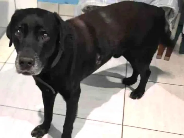 Cachorro ra a Mix labrador idade 6 ou mais anos nome Negão 