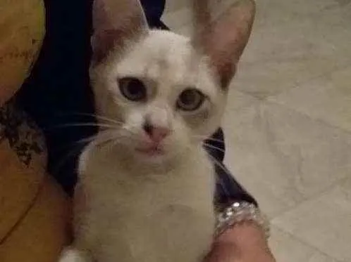 Gato ra a  idade 2 a 6 meses nome Akira