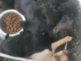 Filhotes