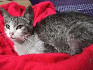 Gato raça Srd idade 2 a 6 meses nome May