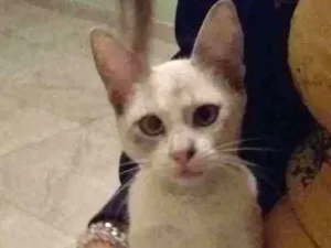 Gato raça  idade 2 a 6 meses nome Akira