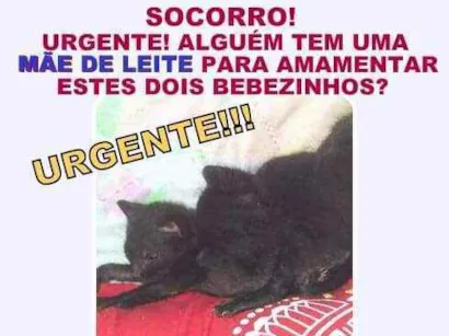 Gato raça Não sei  idade Abaixo de 2 meses nome Não tem 