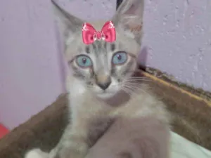 Gato raça Mestiça  idade 2 a 6 meses nome Nicole 