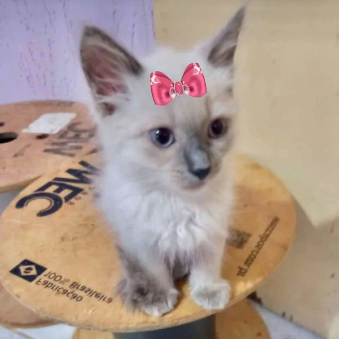 Gato ra a Mestiça  idade 2 a 6 meses nome Cristal 