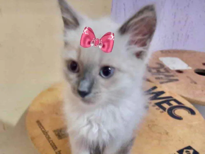 Gato ra a Mestiça  idade 2 a 6 meses nome Cristal 