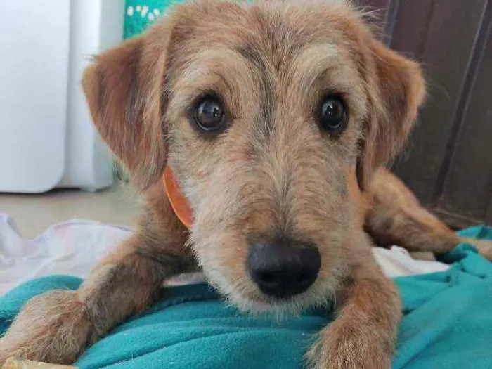Cachorro raça Srd idade 7 a 11 meses nome Bartho