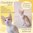Cheddar