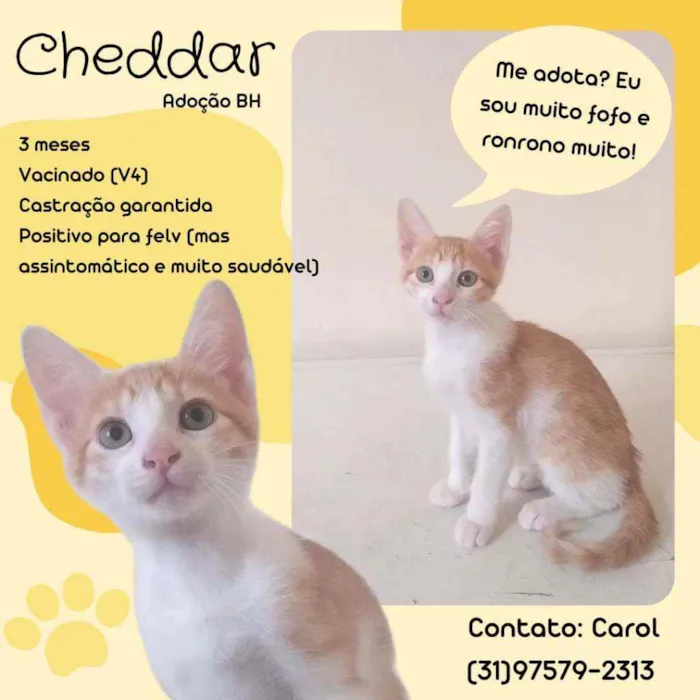 Gato raça Srd idade Abaixo de 2 meses nome Cheddar