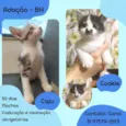 Caju e Cookie