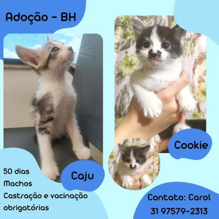 Gato raça Srd idade Abaixo de 2 meses nome Caju e Cookie