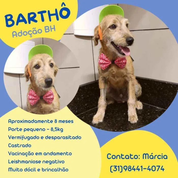 Cachorro raça Srd idade 7 a 11 meses nome Bartho