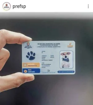 Gato raça Srd idade 2 a 6 meses nome Luna