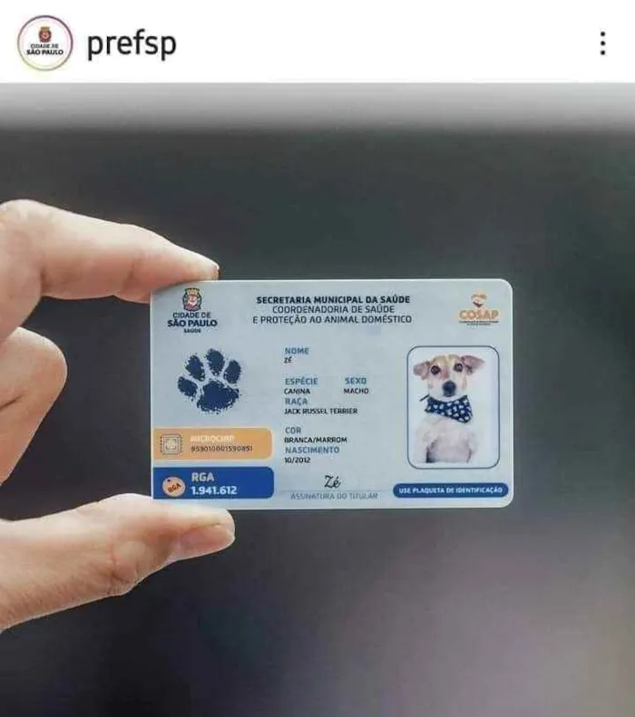 Gato raça Srd idade 2 a 6 meses nome Luna