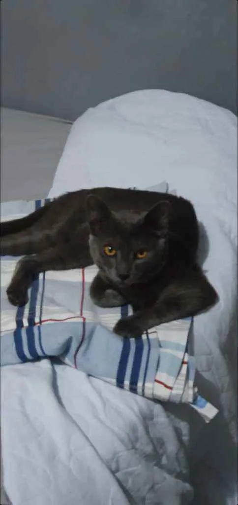 Gato raça  idade 7 a 11 meses nome Adilson